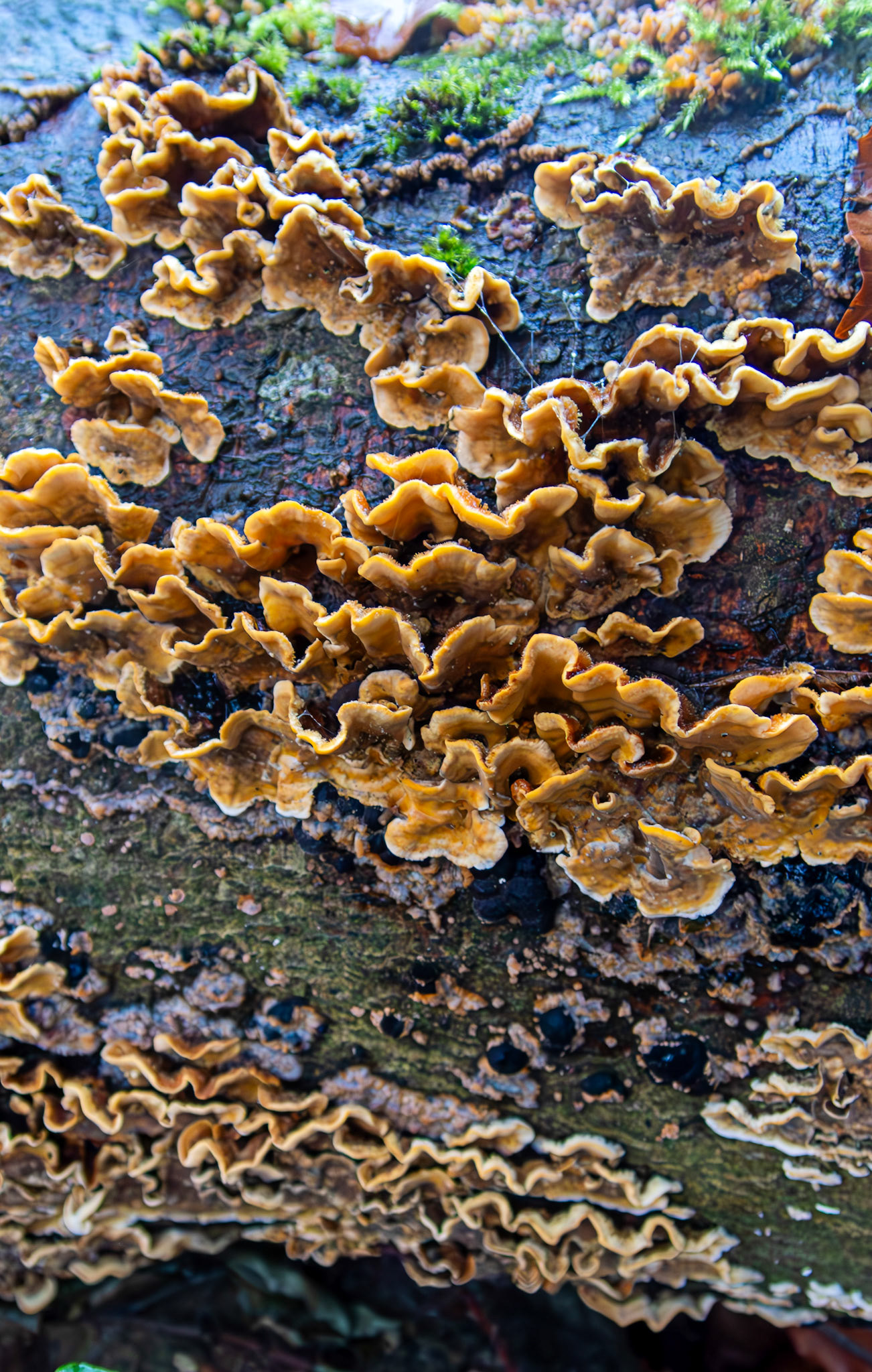 Hairy Curtain Crust (Stereum hirsutum) Deans Woods 08 November 2025