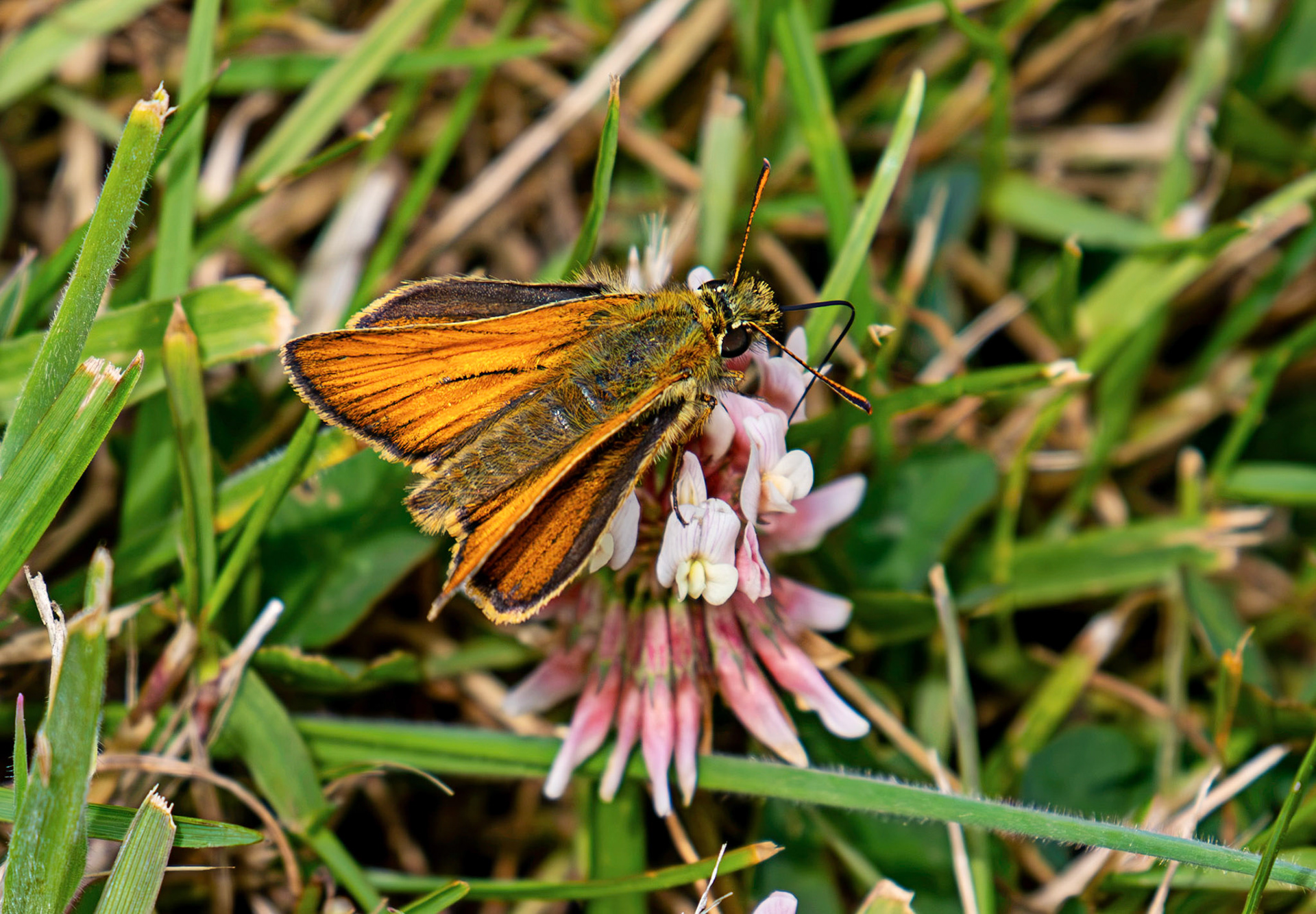Small Skipper - Butterfly at Tantallon Castle 04 July 2026