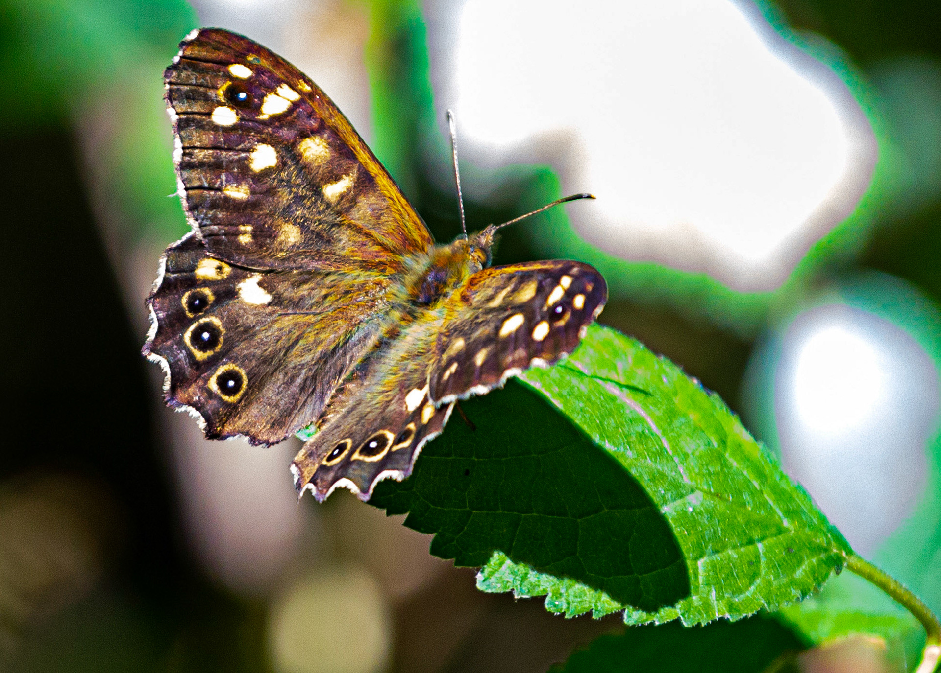 Newtown IOW 14 July 2022