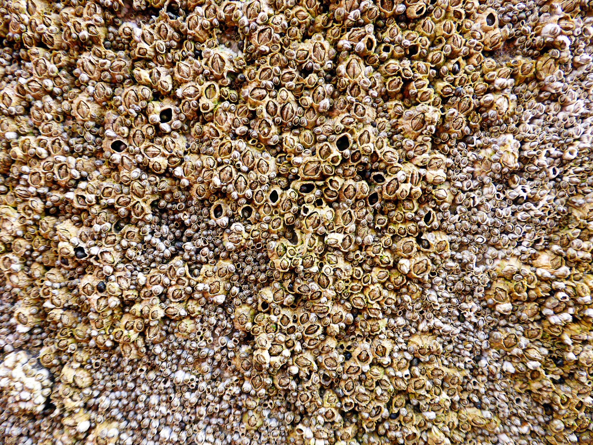 Barnacles in Stonehaven Harbour. Please see my other photos at JamesPDeans.co.uk