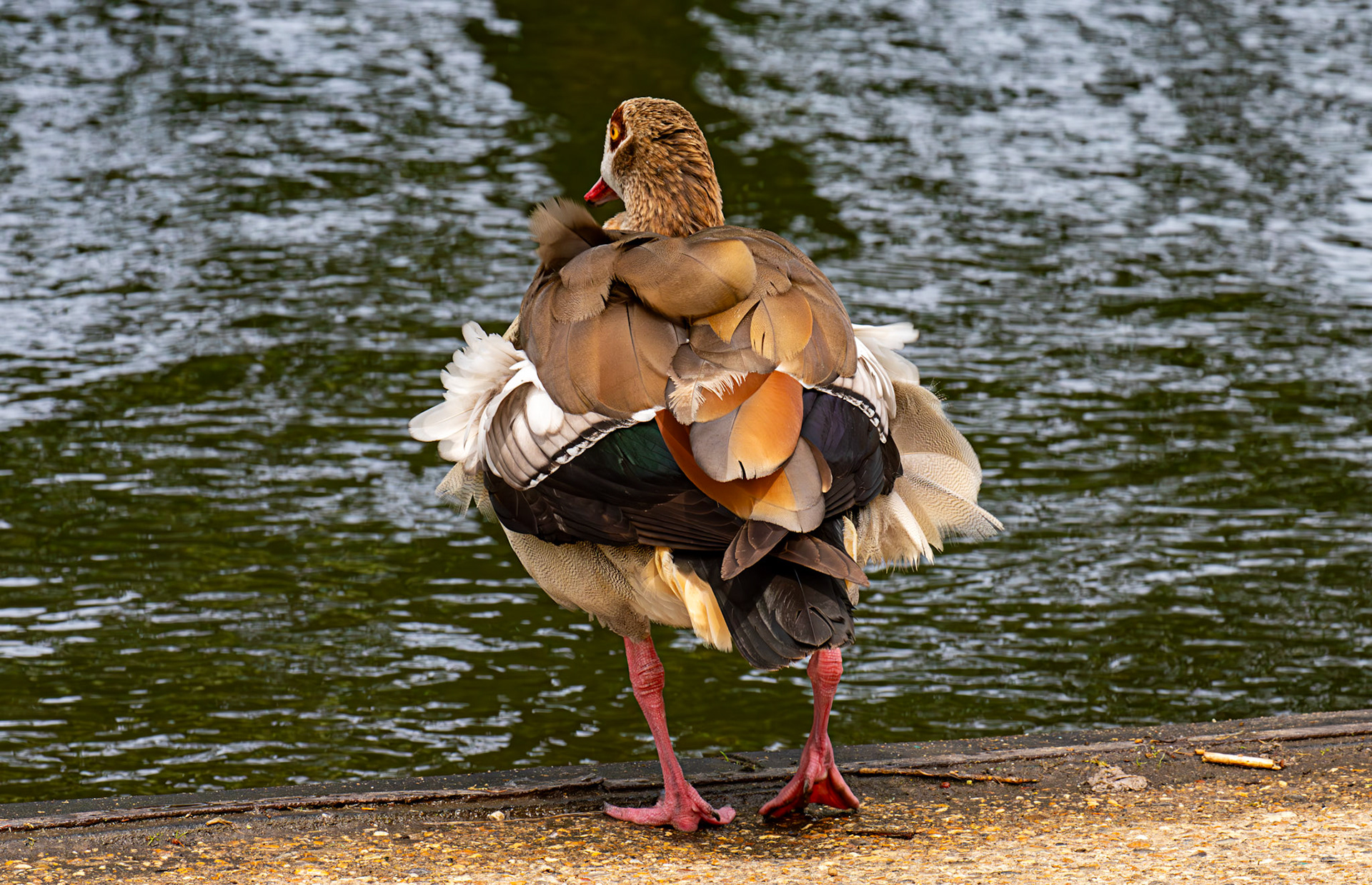 Windsor 06 August 2025