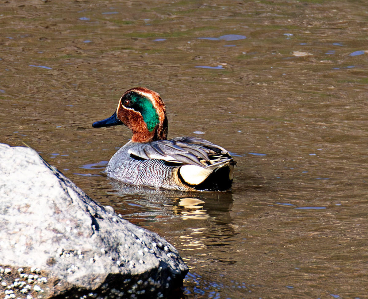 Teal at Bo'ness  19 March 2026