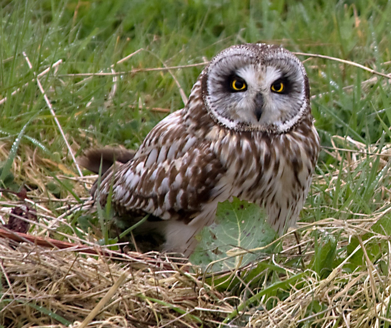 AberdeenshirePlease see my other Photographs at: http://www.jamespdeans.co.uk/