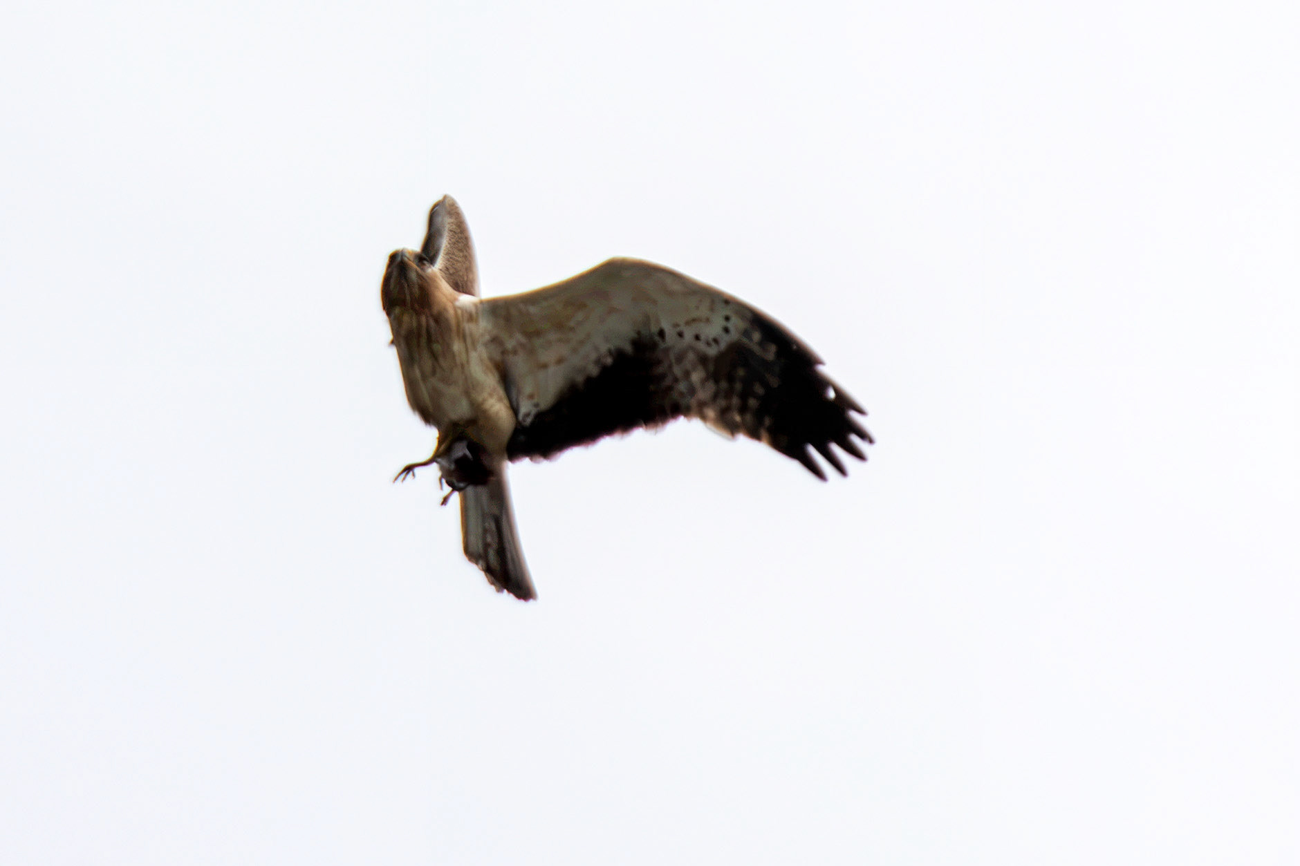Booted Eagle - Entre-os-Rios 25 August 2026