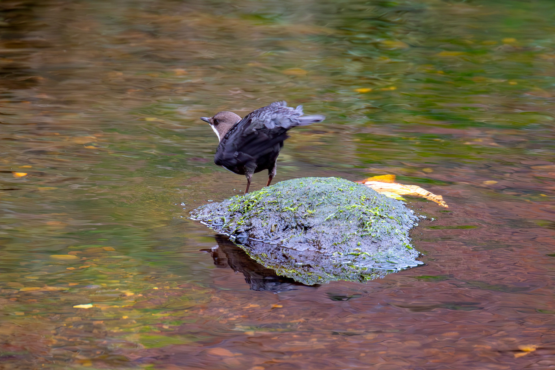Largs 08 October 2024
