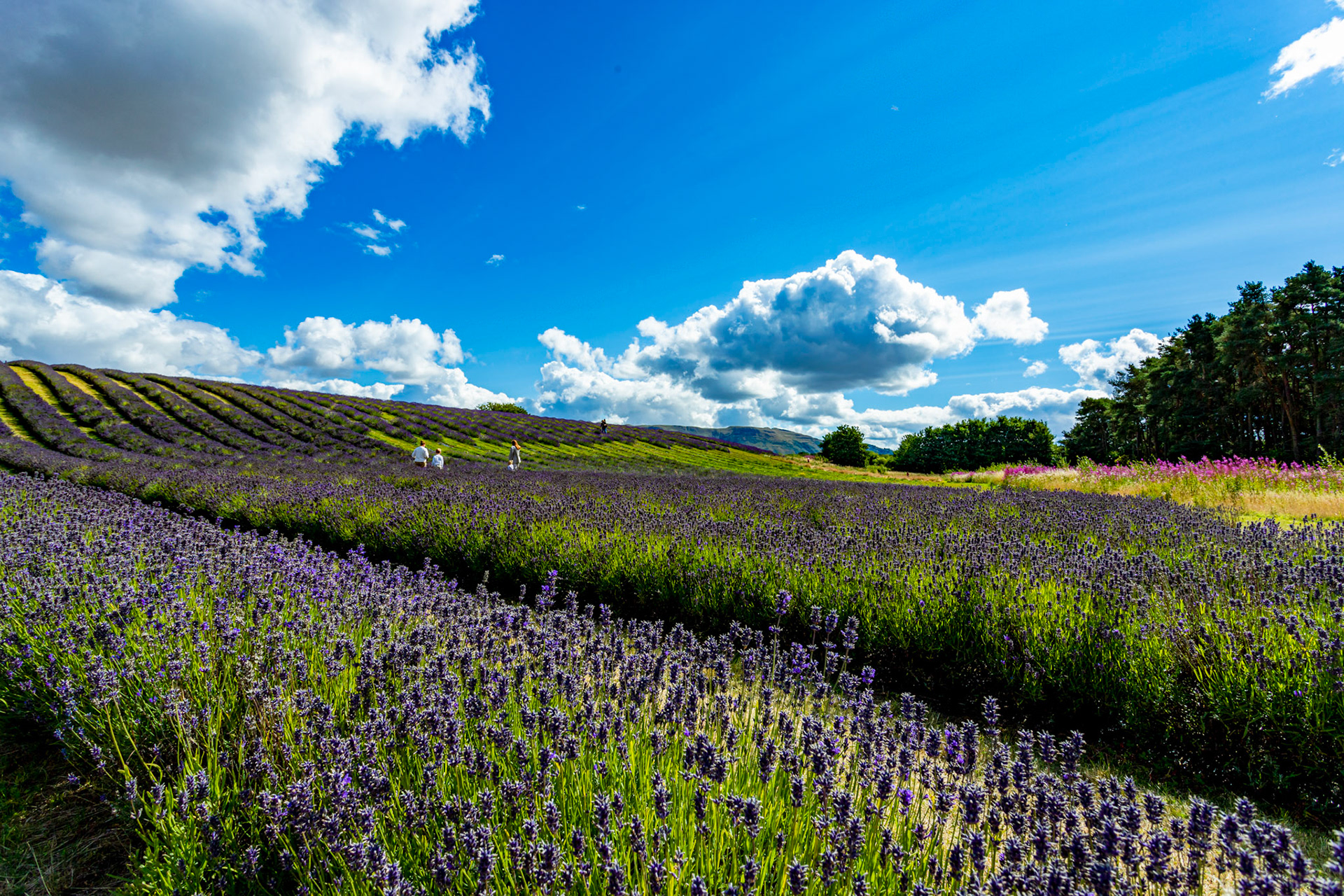 I spent an amazing few hours at Scottish Lavender Oils. They are so dedicated to nature and not to profit!