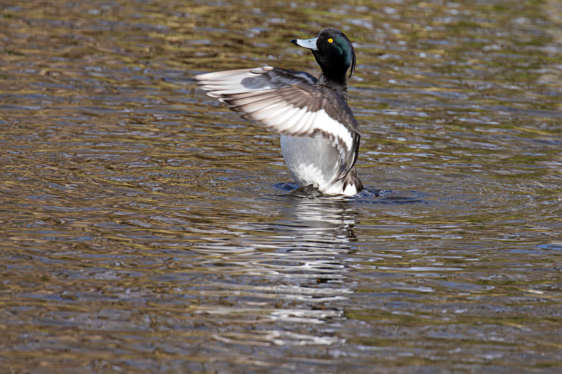 Tufted Duck, Maxwell Park, Glasgow - 24 Feb 2025