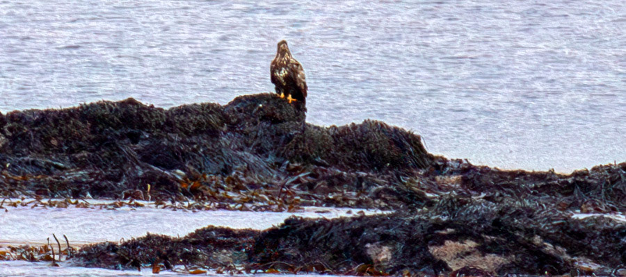 White Tailed Sea Eagle: Sail to the Island of Islay 03 March 2025