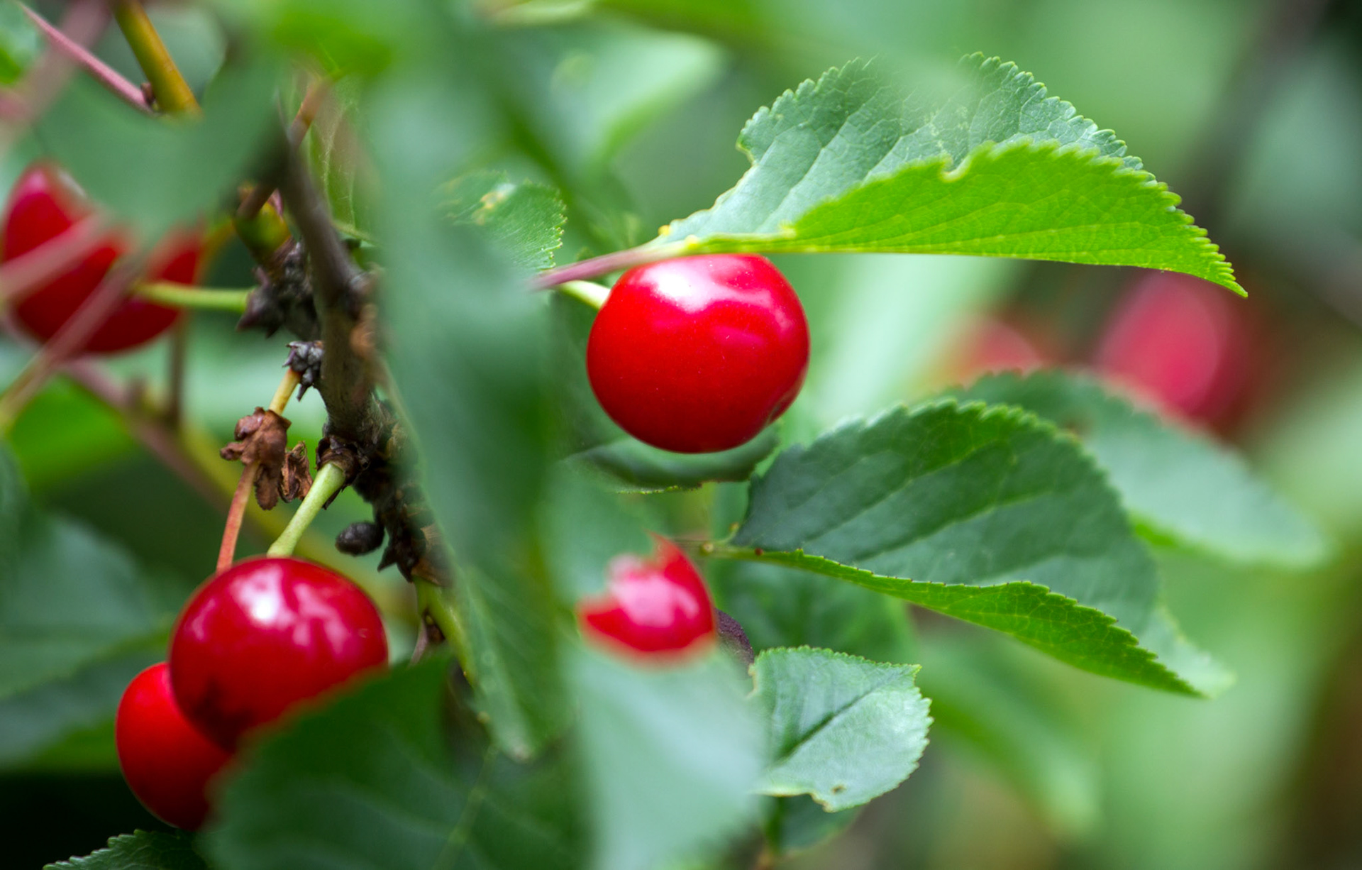 CernayPlease see my other Photographs at: http://www.jamespdeans.co.uk/