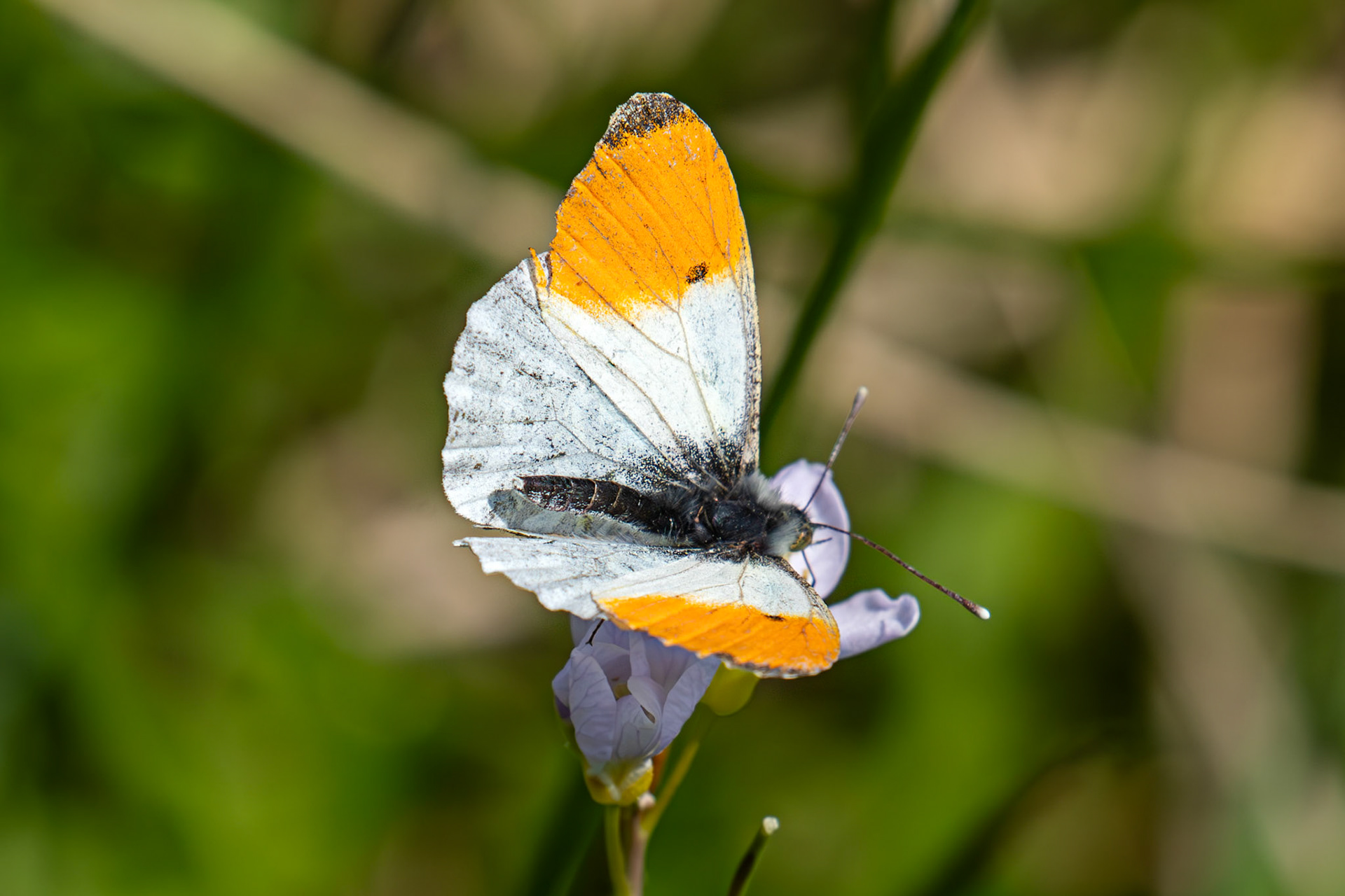Orange Tip at Black Devon Wetlands RSPB 12 May 2025