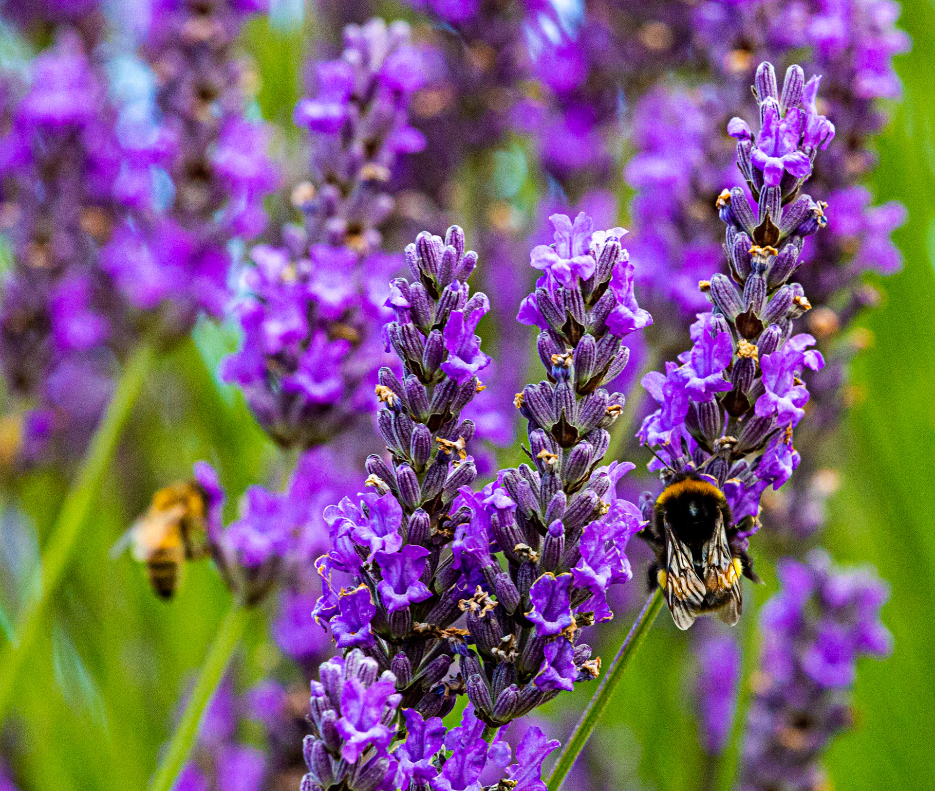 I spent an amazing few hours at Scottish Lavender Oils. They are so dedicated to nature and not to profit!