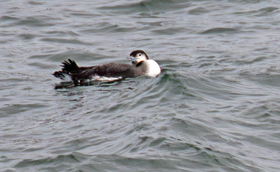 Black Throated Diver: Sail to the Island of Islay 03 March 2025