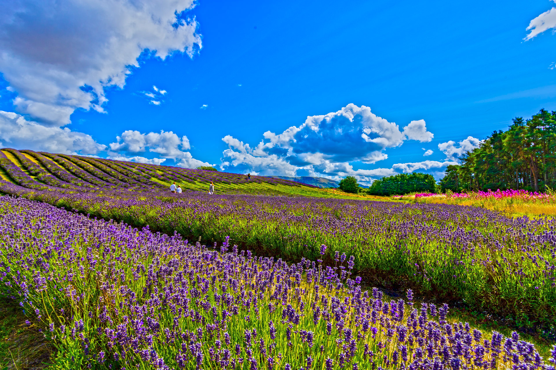 I spent an amazing few hours at Scottish Lavender Oils. They are so dedicated to nature and not to profit!