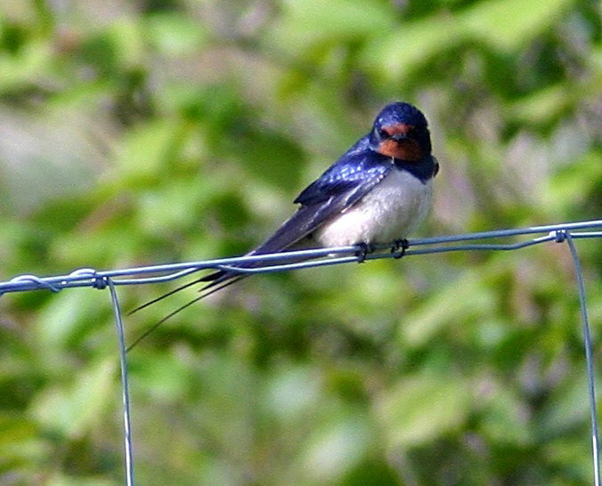Carron BridgePlease see my other Photographs at: http://www.jamespdeans.co.uk/