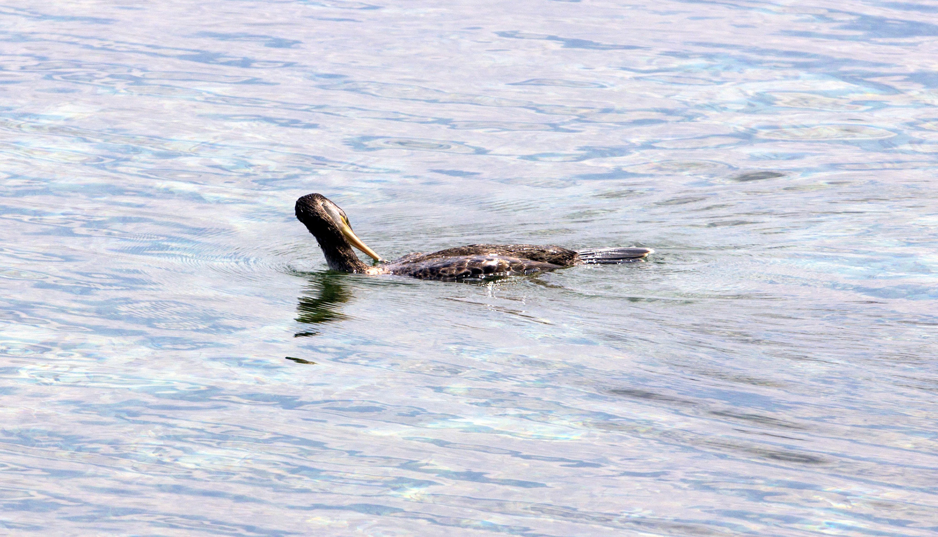 Port de PollençaPlease see my other Photographs at: http://www.jamespdeans.co.uk/