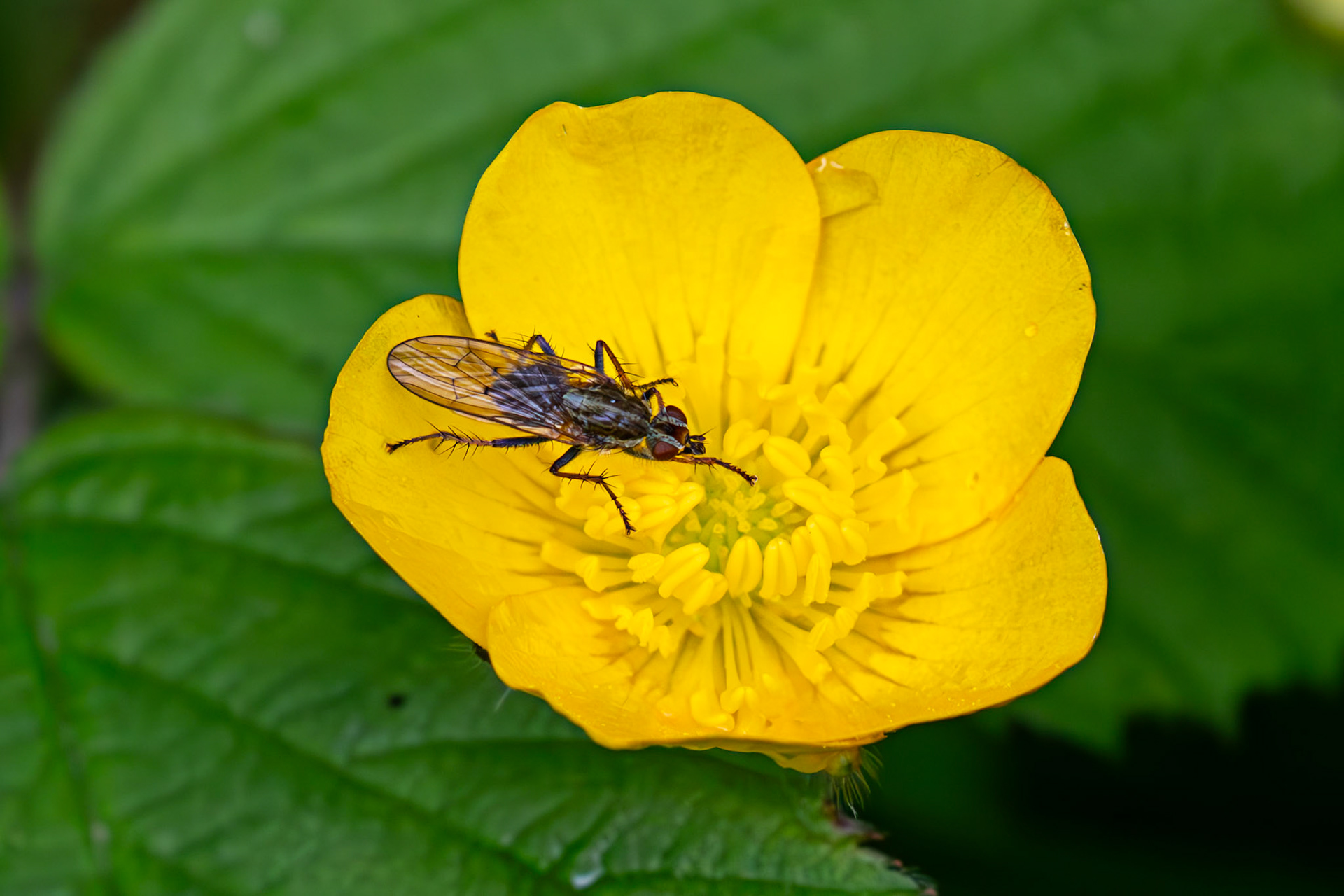 Flesh fly (Sarcophaga sp.) - Gogar Bridge - Leyburn Road 31 May 2025