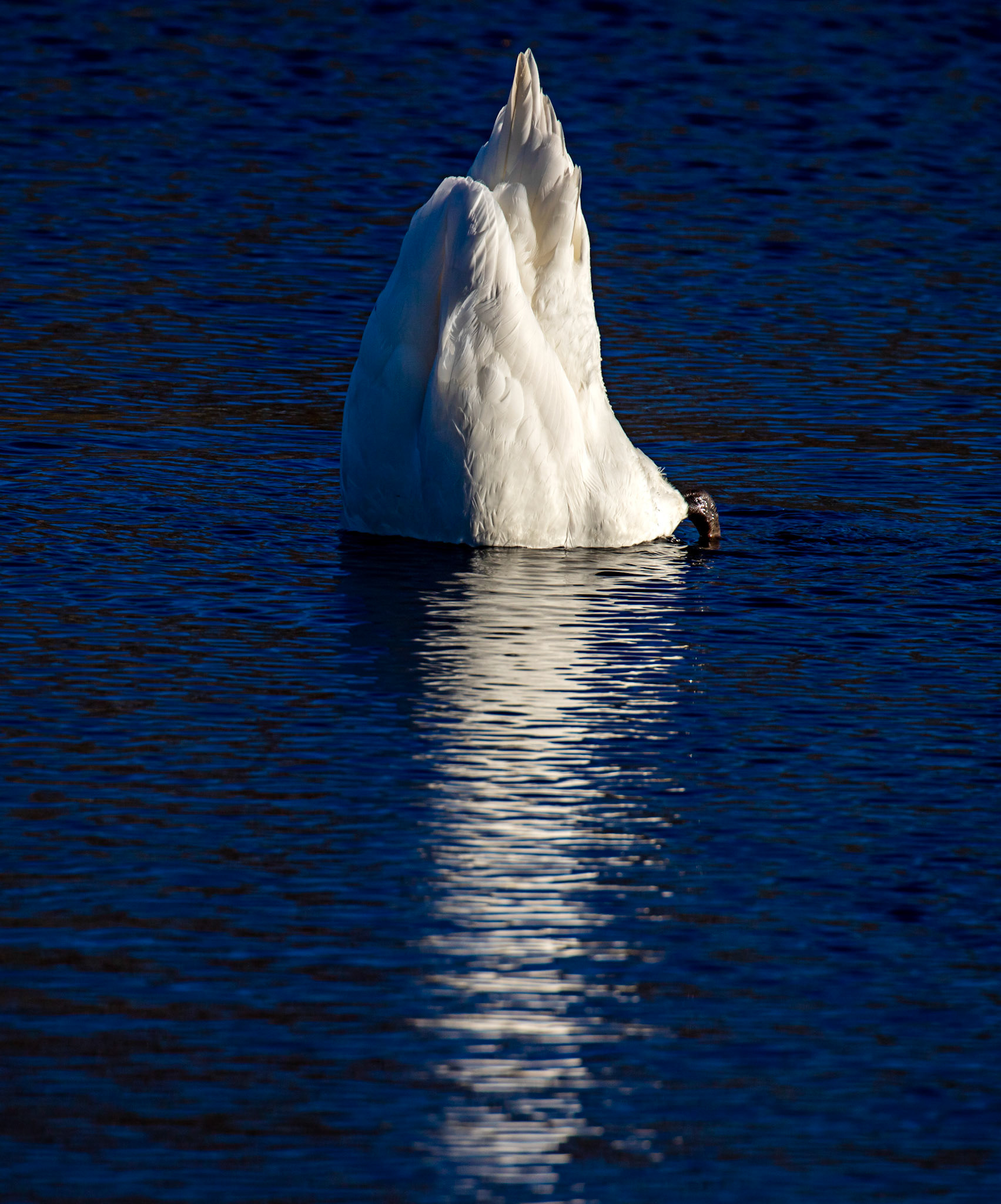 Mute Swan at Bavelaw 30 January 2025
