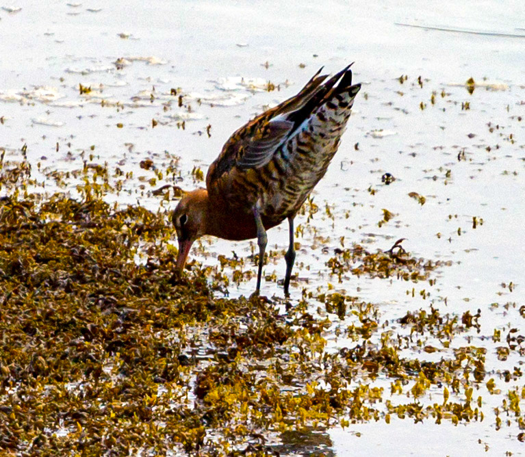 Bar Tailed Godwit - Yarmouth IOW 19  July 2022