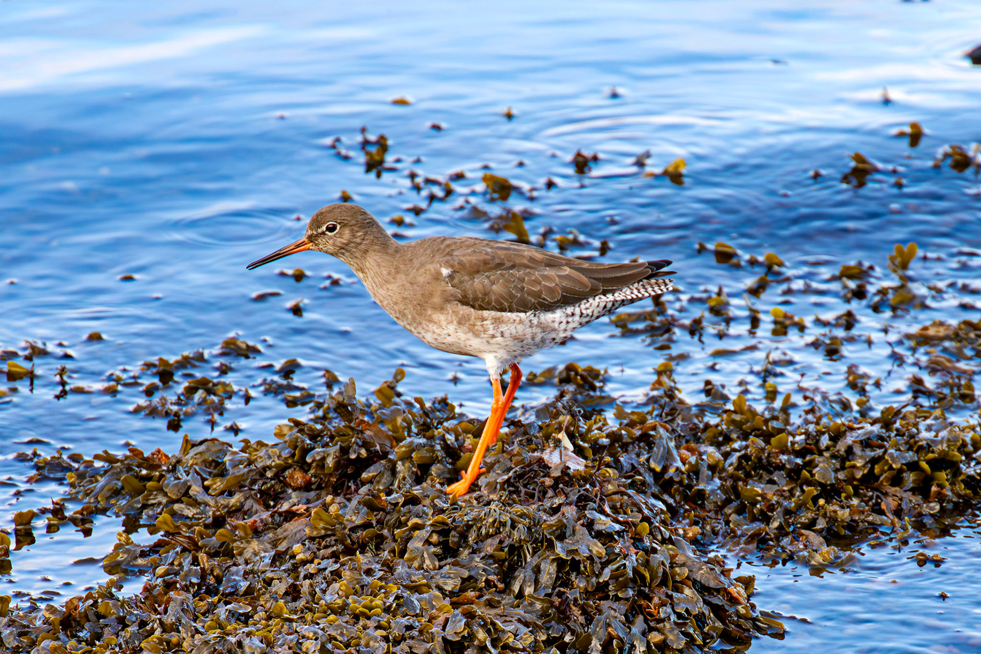 Common Redshank - South Queensferry 30 October 2024
