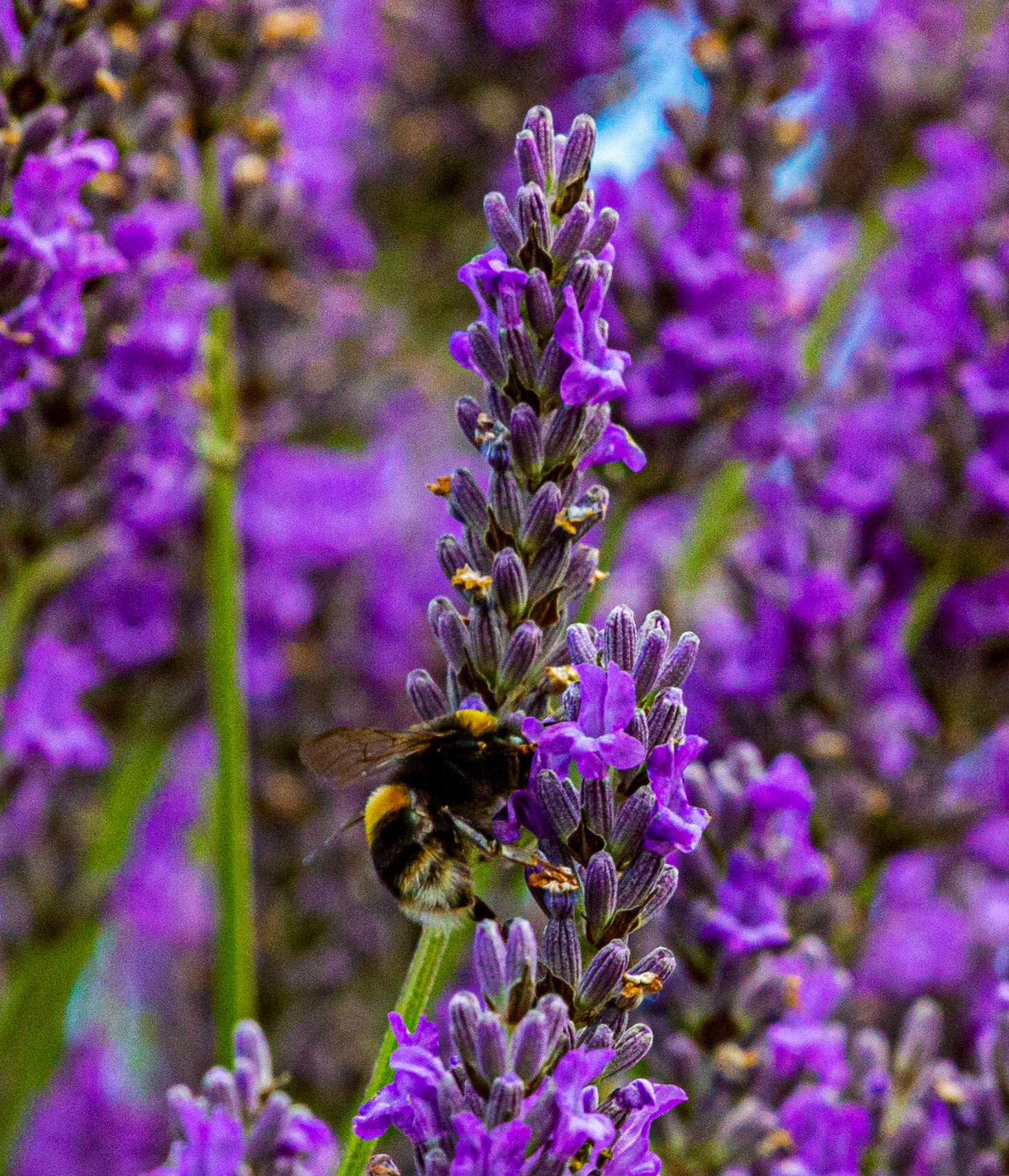 I spent an amazing few hours at Scottish Lavender Oils. They are so dedicated to nature and not to profit!