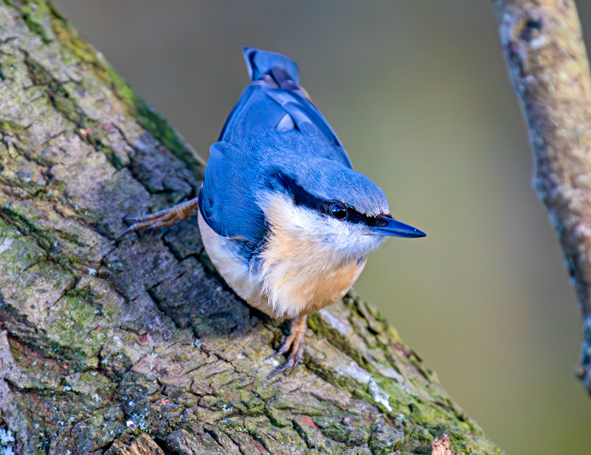 Nuthatch at Bavelaw 30 January 2025