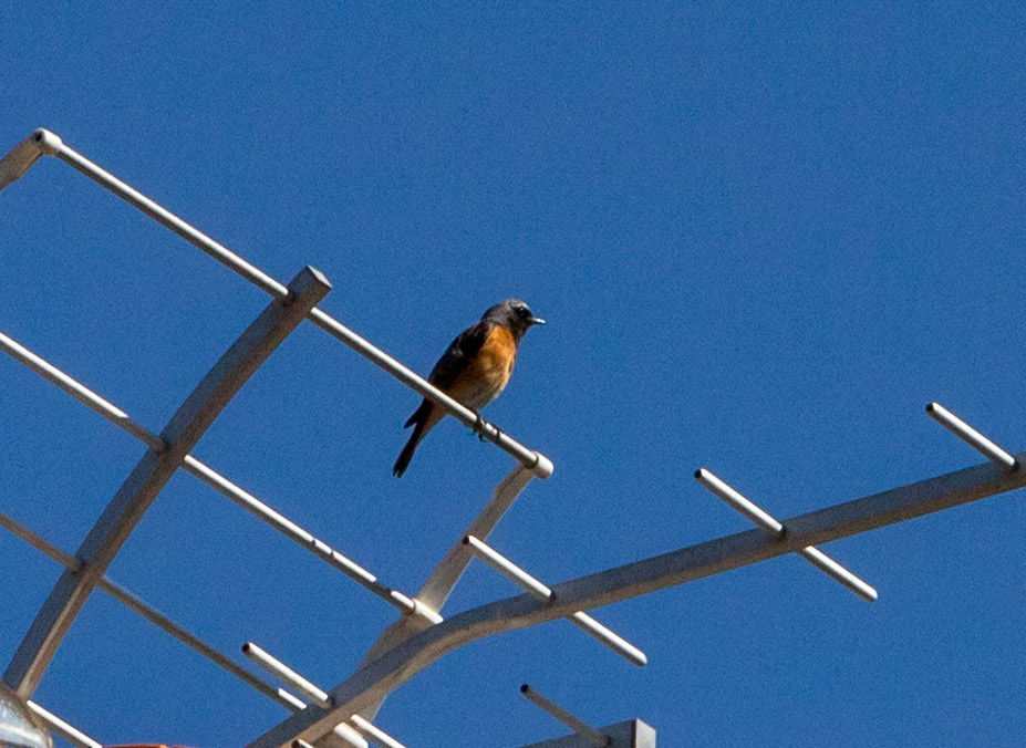 Common Redstart - Siena 27 June 2024