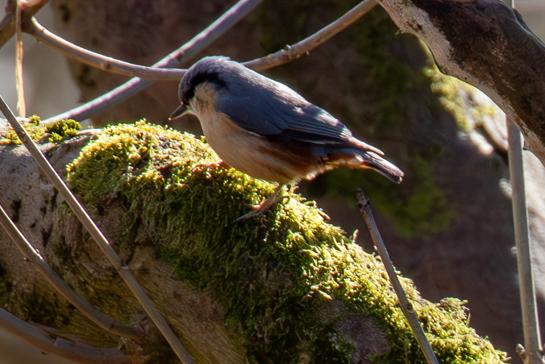 Nuthatch from a Walk at Murieston 15 March 2025