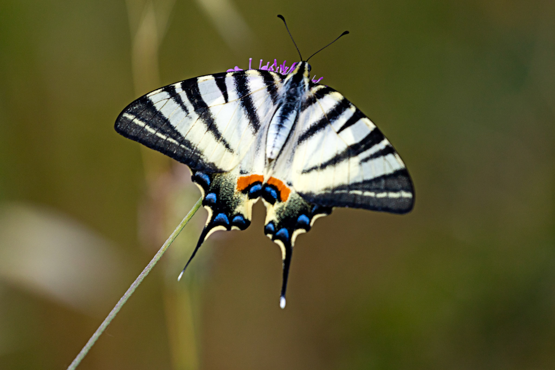 Monteriggioni 22 June 2024