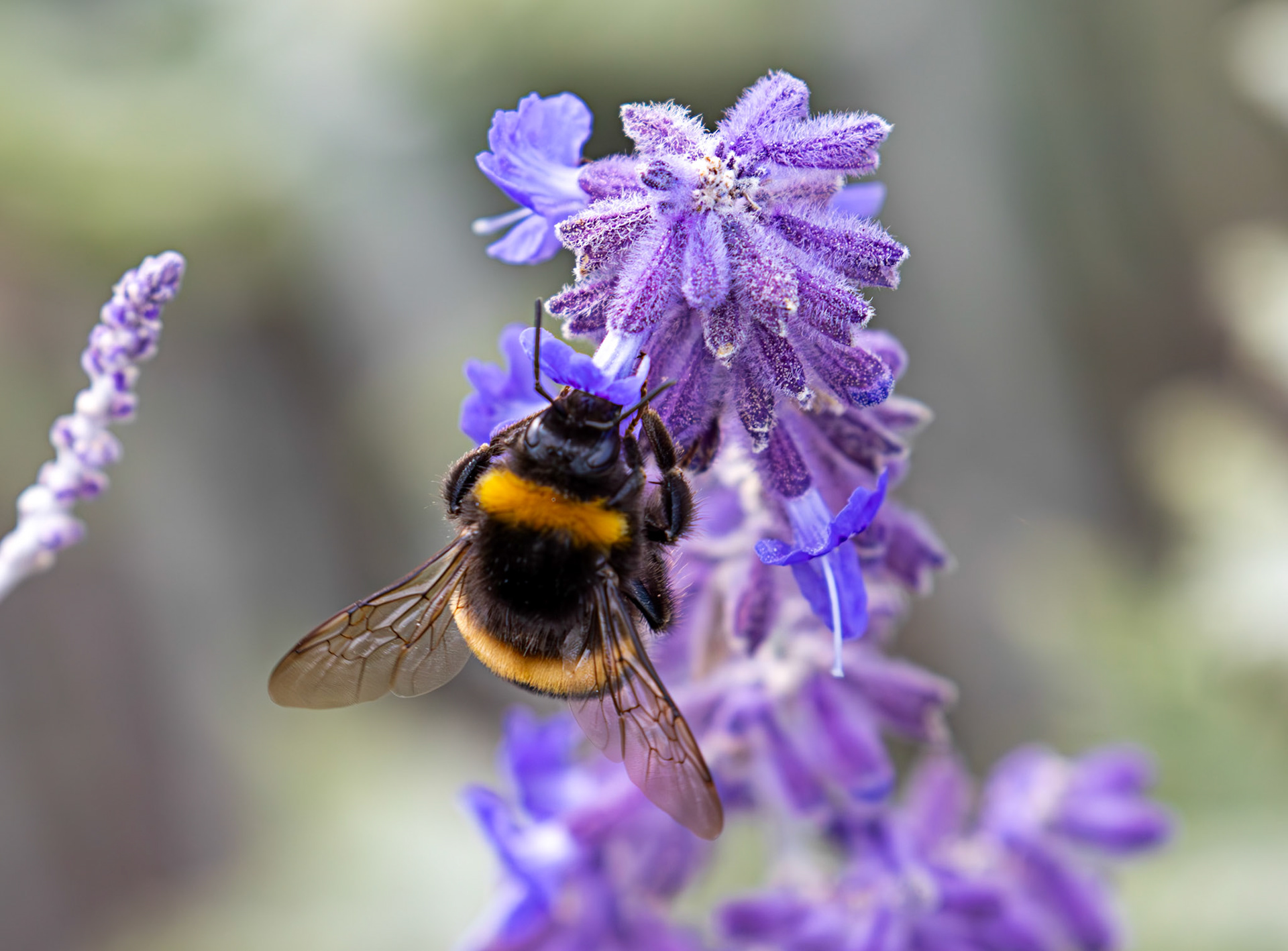 Buff-tailed Bumblebee (Bombus terrestris) Slough 05 August 2025