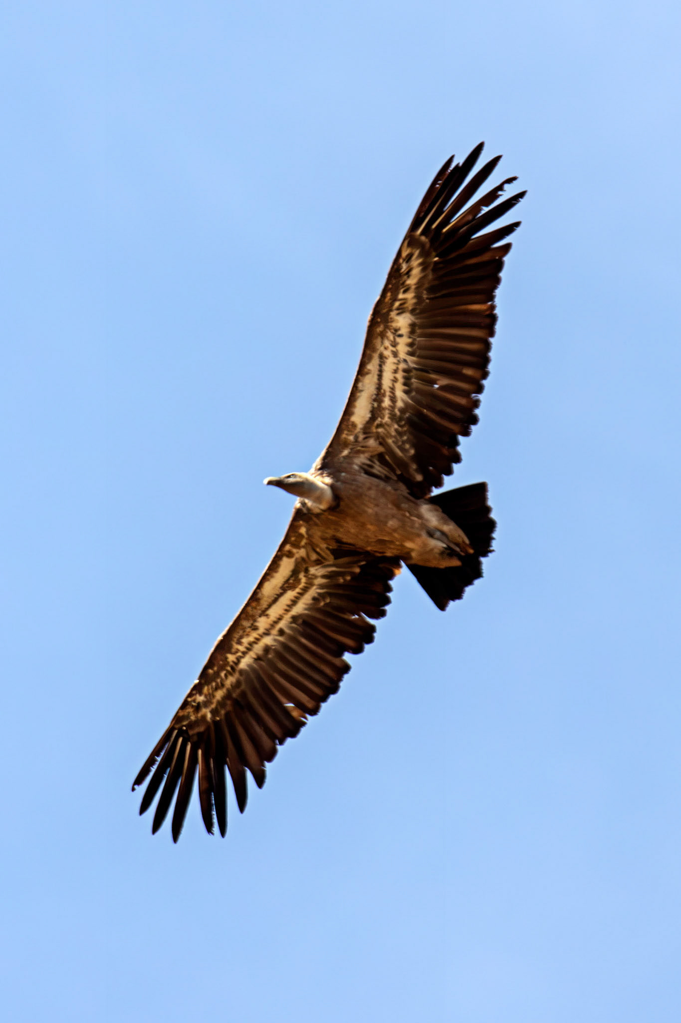 Griffon Vulture (Gyps fulvus) - Barca de Alva 23 August 2016