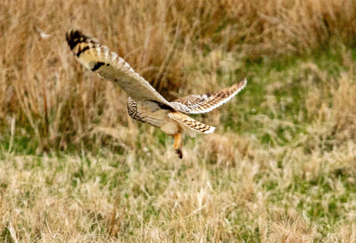 Short Eared Owl Caithness 05 May 2024