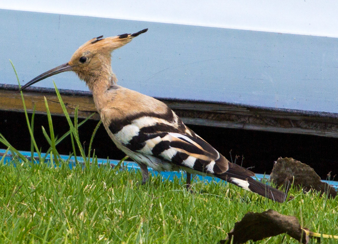 Hoopoe in Olhão Please see my Photographs of Portugal at: http://www.jamespdeans.co.uk/p116503744