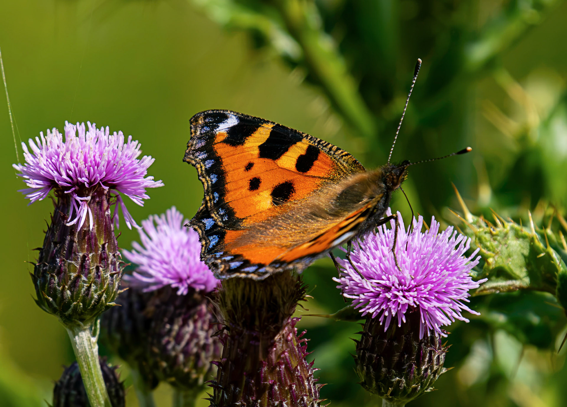Small Tortoiseshell - Harperrig Reservoir 17 July 2026