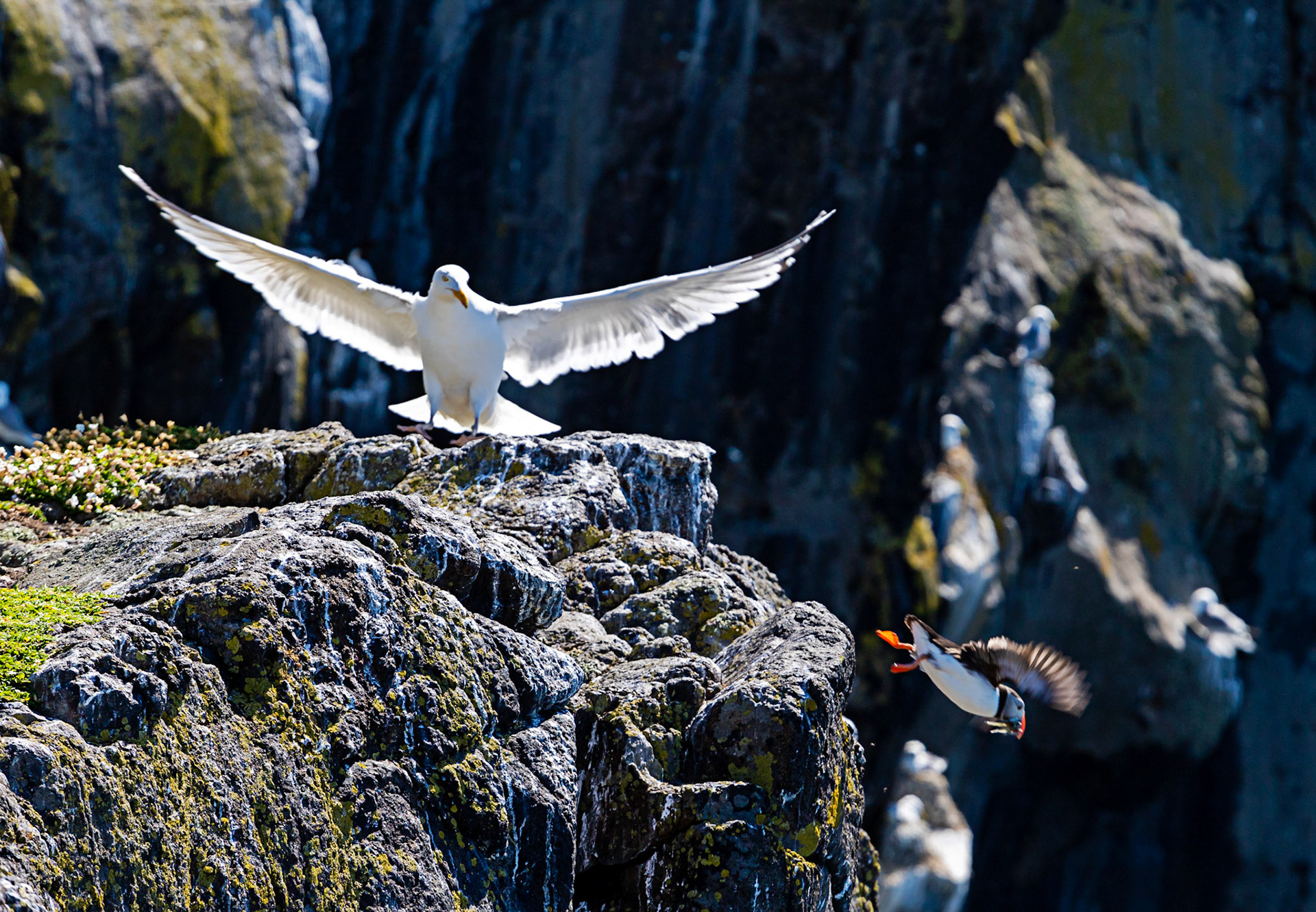 Puffin - Isle of May - 04 June 2022