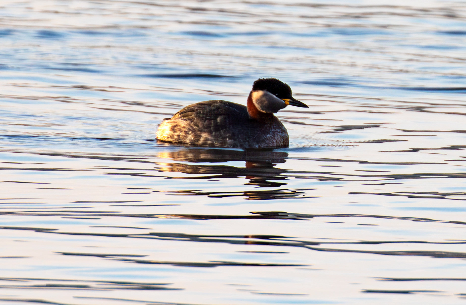 Red Necked Grebe at Hogganfield Loch 19 March 2025