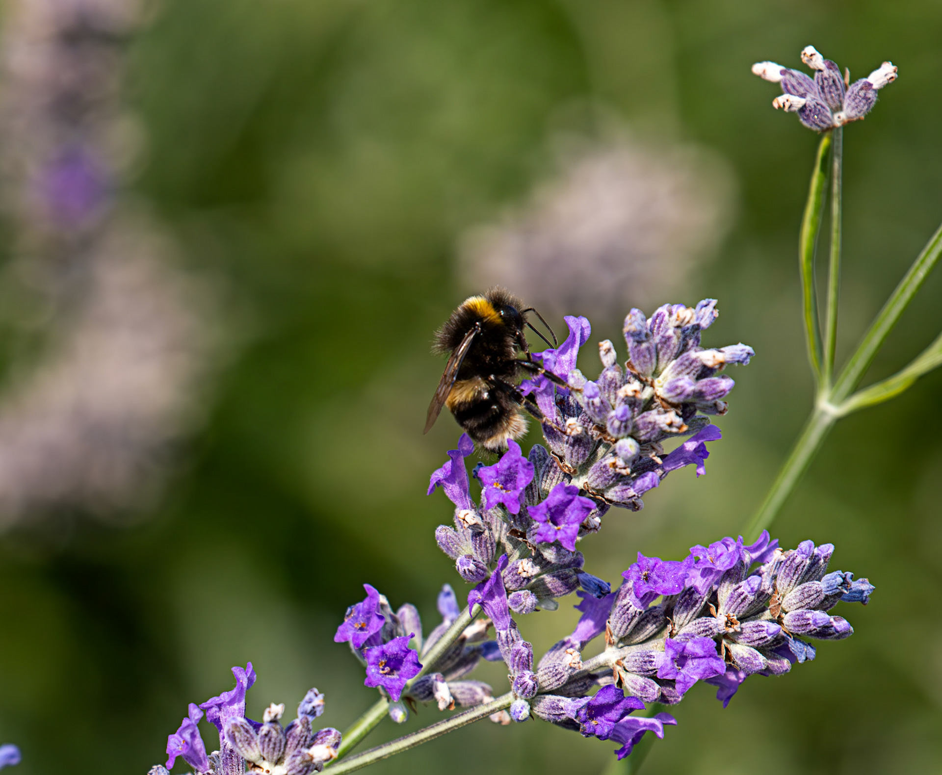 Buff-tailed Bumblebee (Bombus terrestris) Slough 05 August 2025