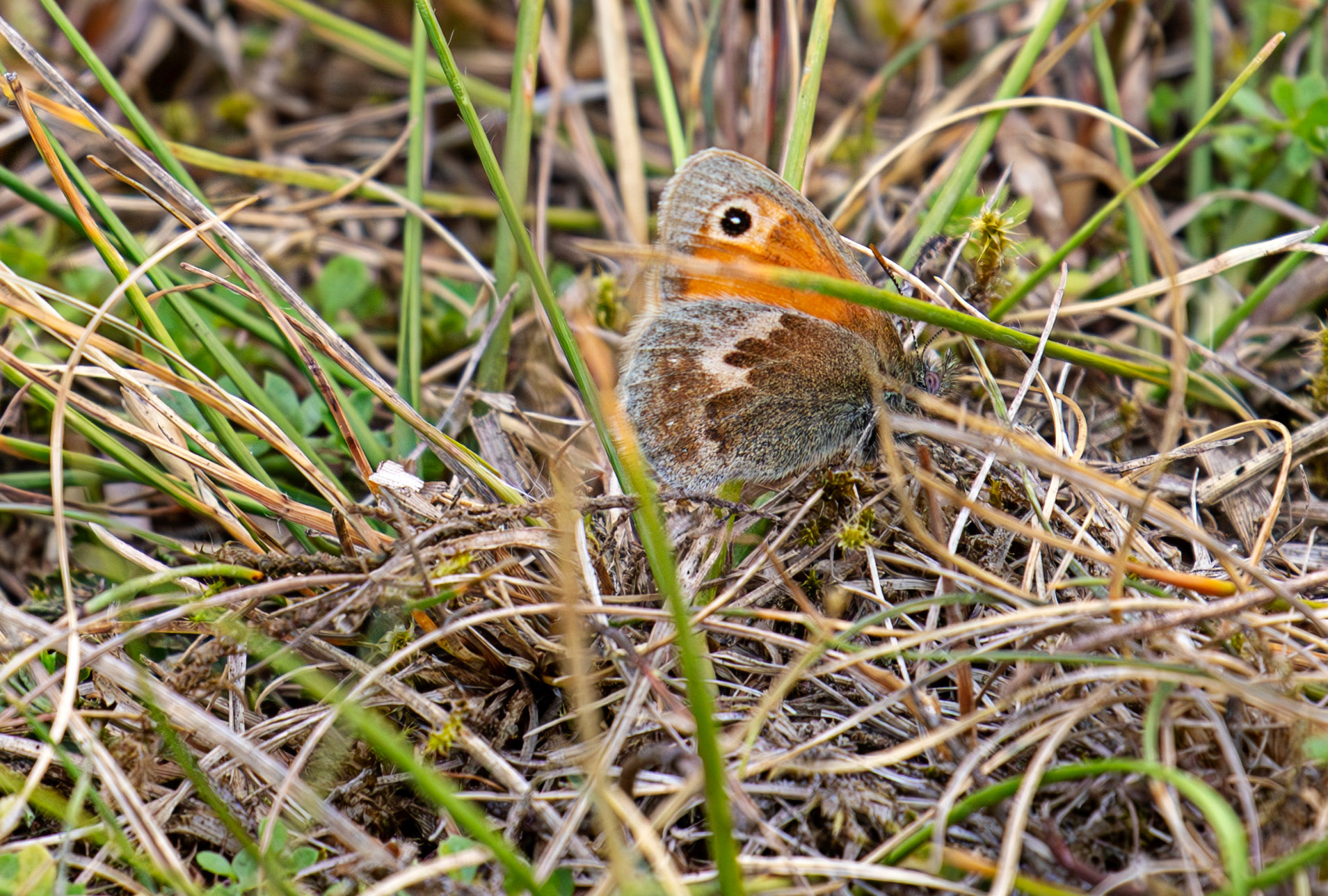 Knowle Park, Kent 23 Aug 2025