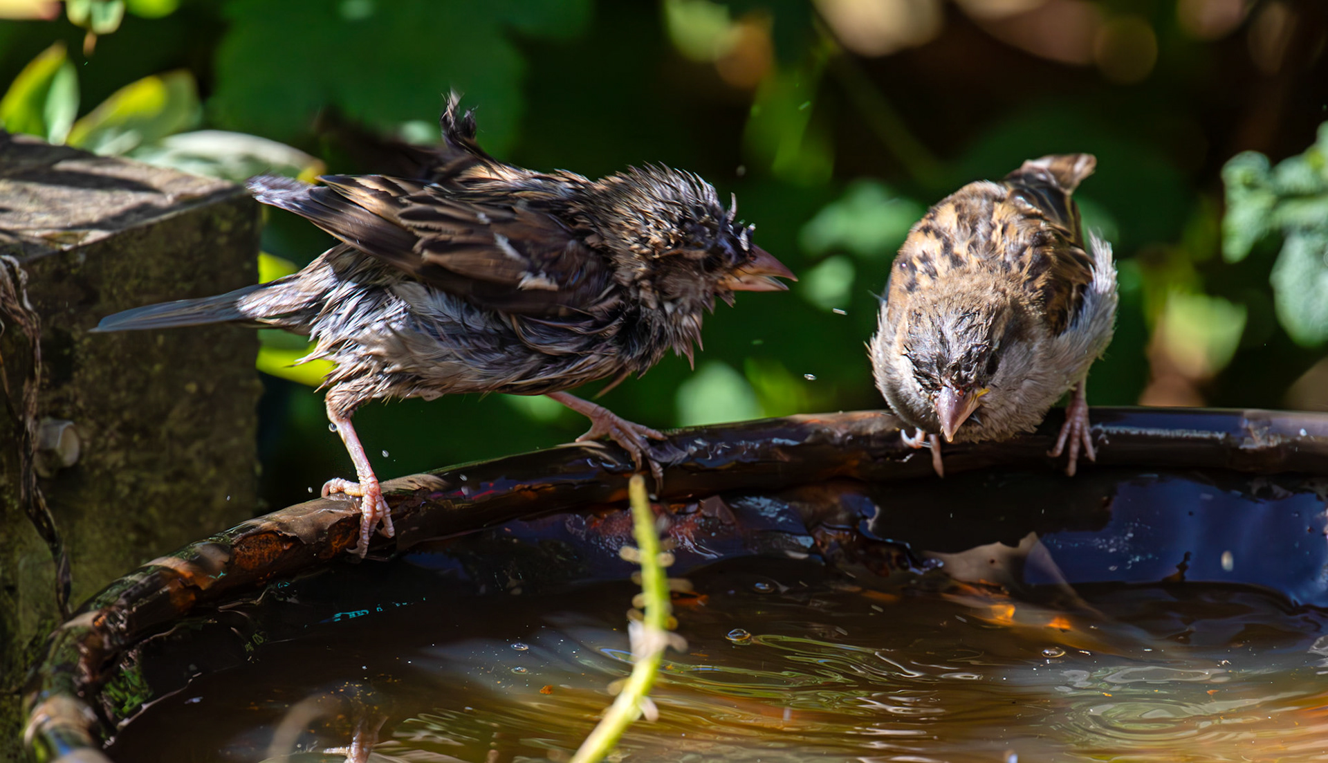 House Sparrows bathing in Livingston 12 July 2025