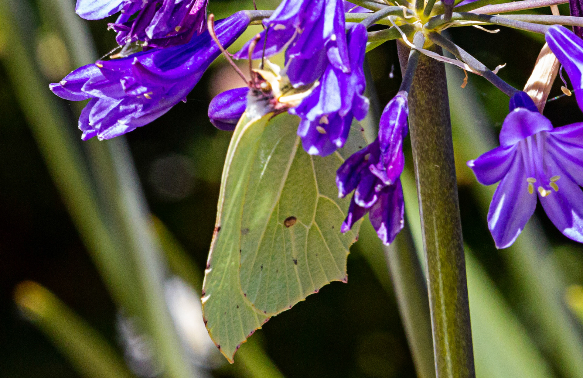 Mottistone IOW 16 July 2022