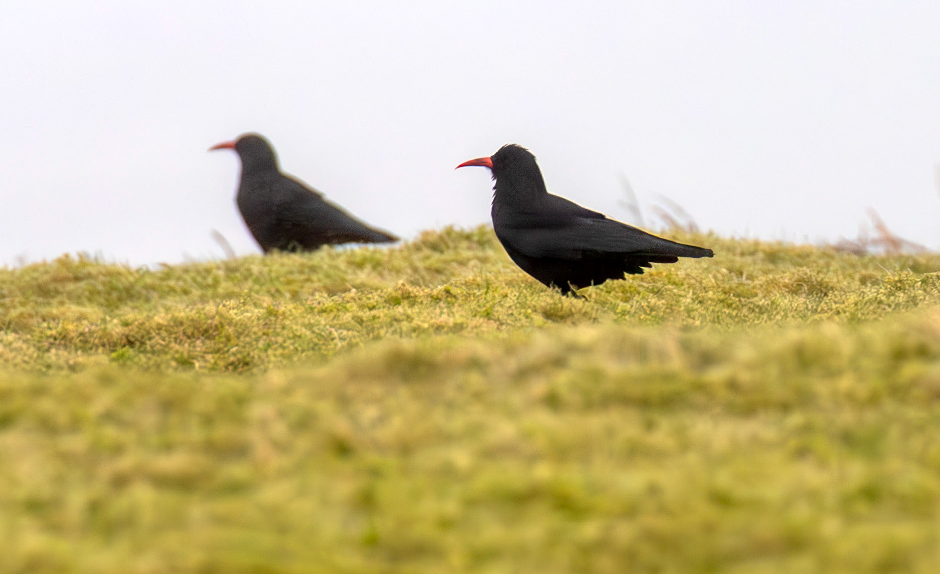 Chough: The Island of Islay 03 March 2025