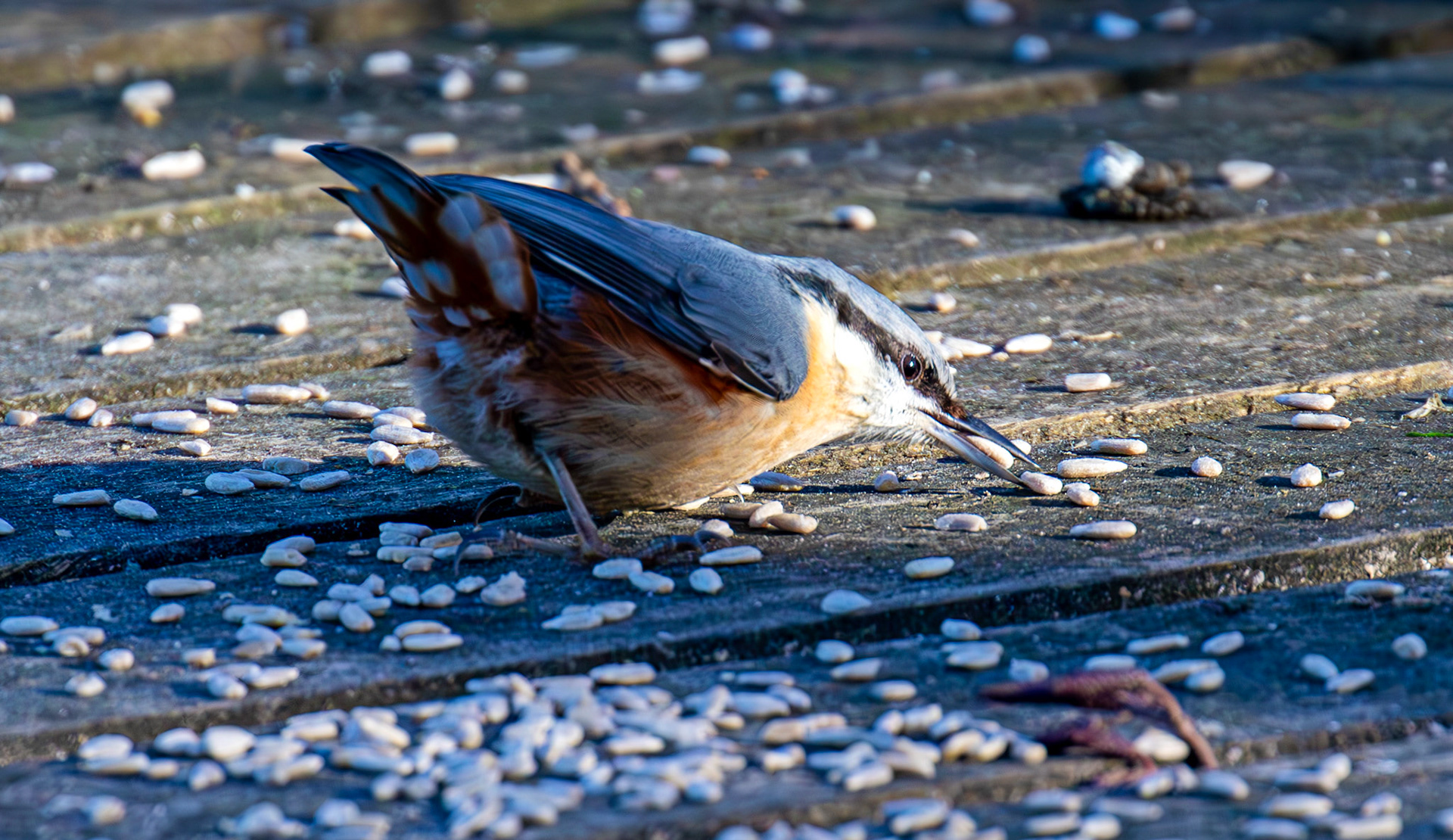 Nuthatch at Bavelaw 30 January 2025