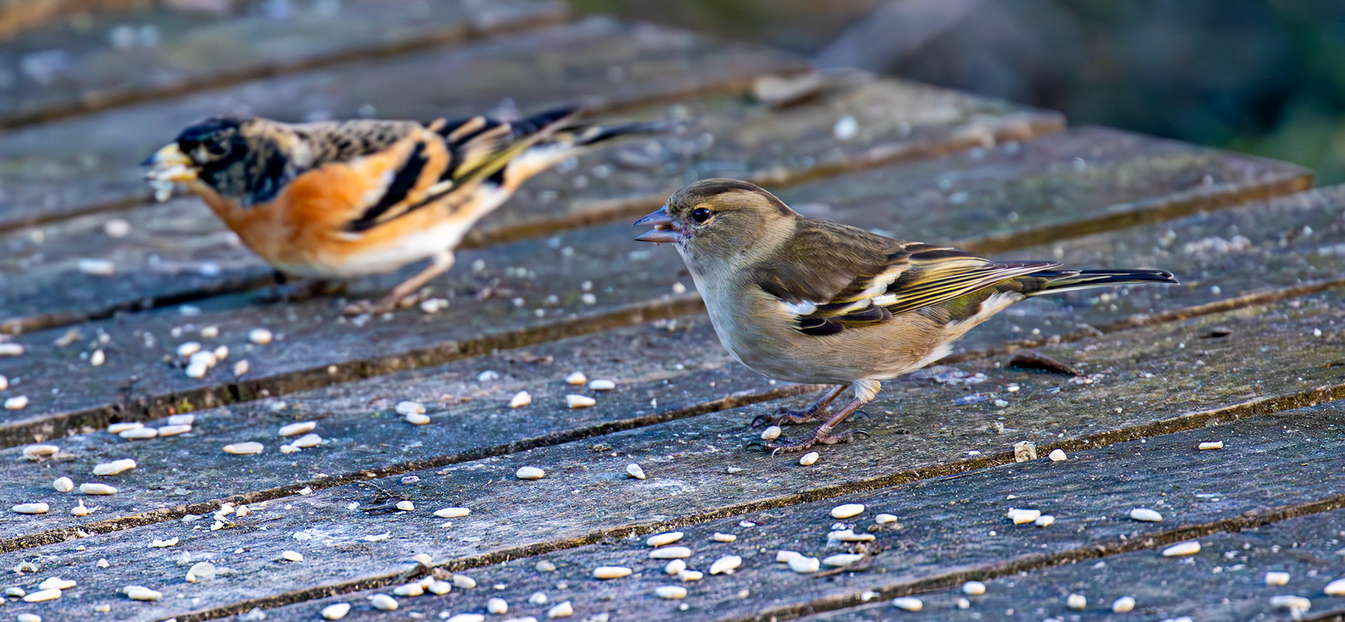 Chaffinch &amp; Brambling at Bavelaw 30 January 2025