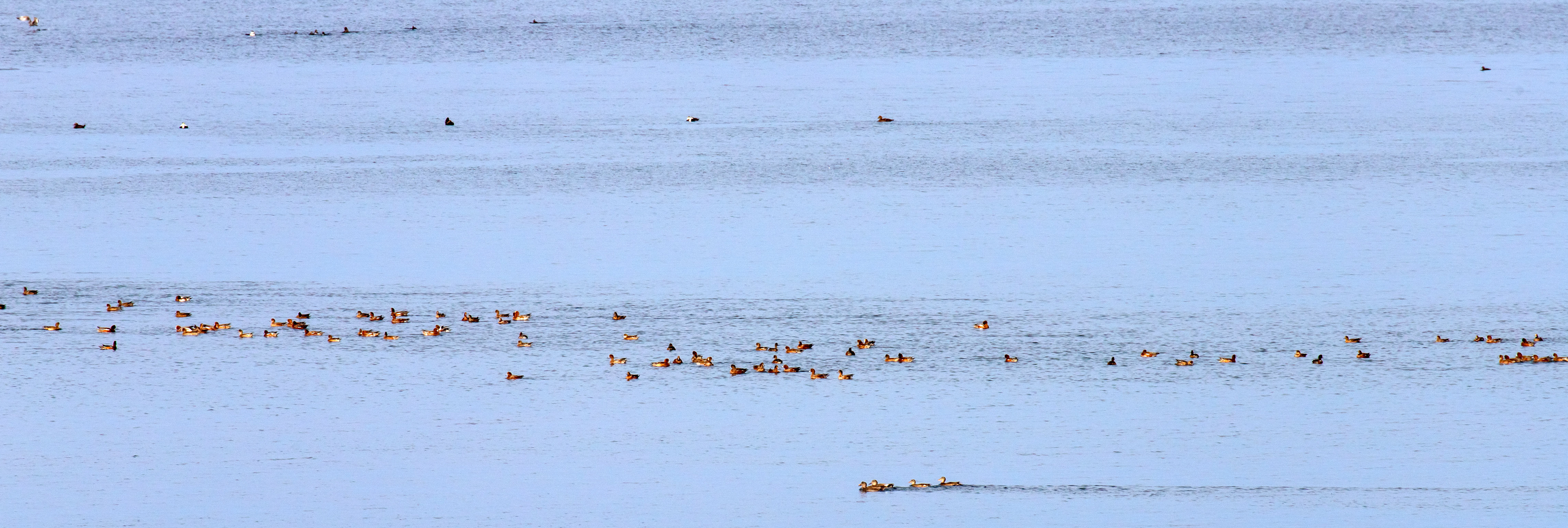 Wigeon - Musselburgh Lagoons 30 Sep 2025