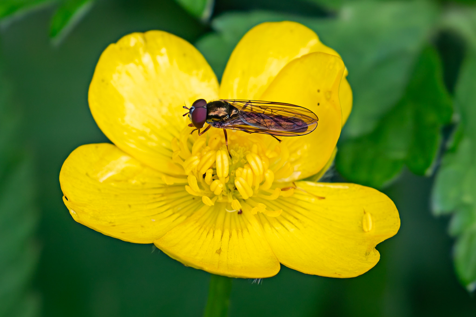 Chequered Hoverfly - Melanostoma scalare - Gogar Bridge - Leyburn Road 31 May 2025