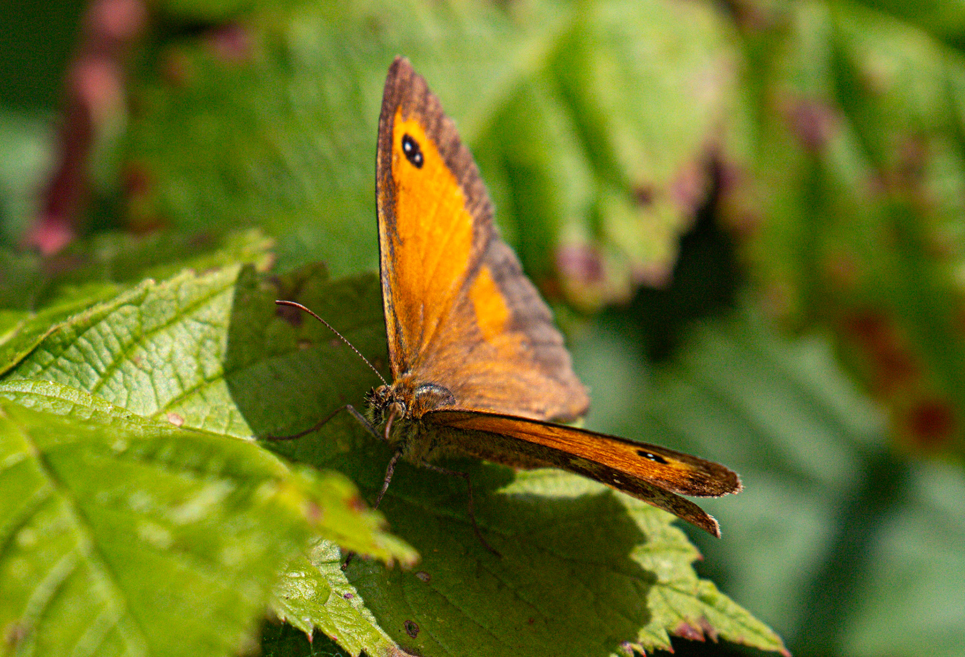 Gatekeeper butterfly (Pyronia tithonus) Walk Thames Path MArlow to Bourne End 06 August 2025