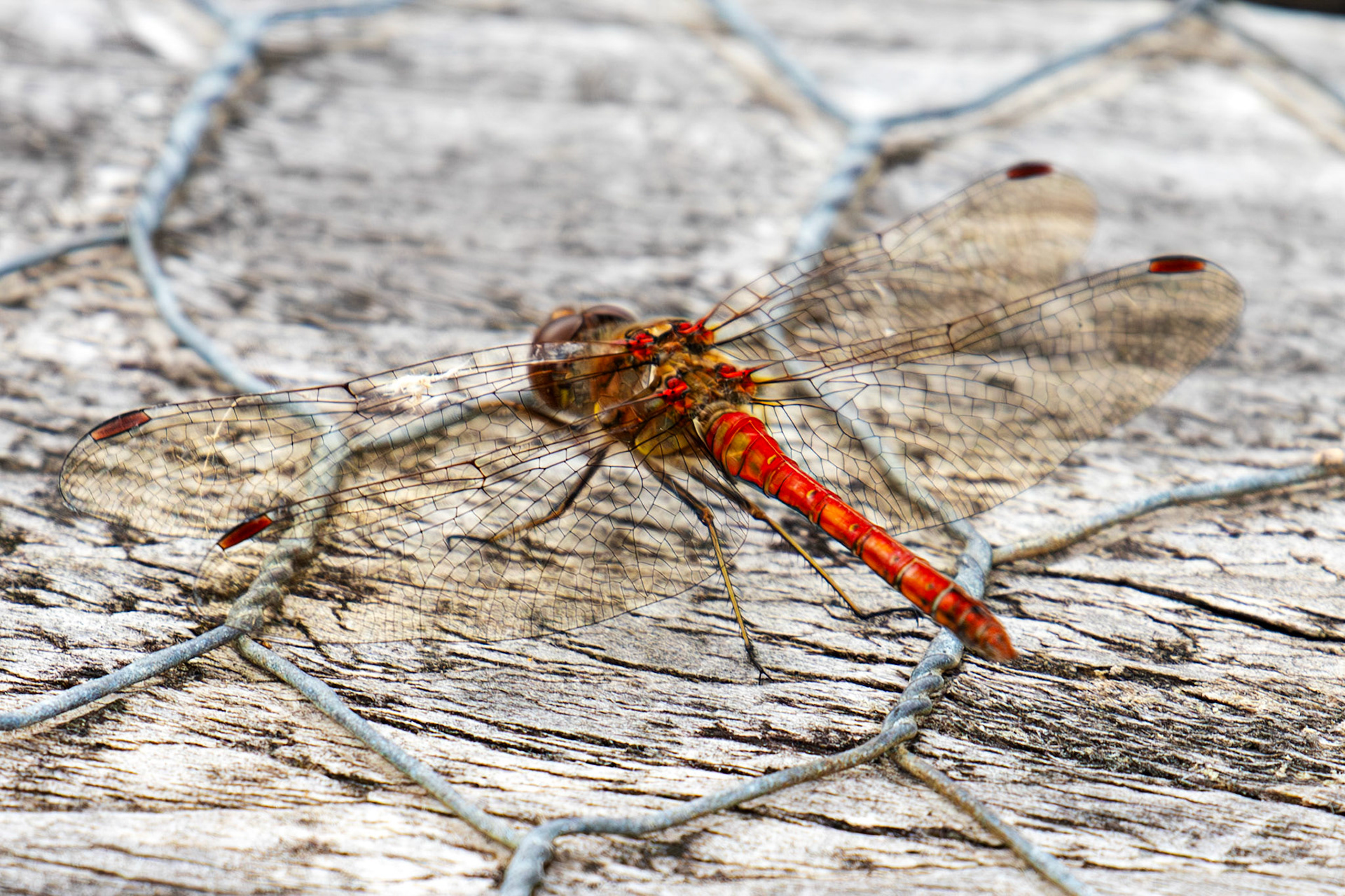 Bavelaw 24 Sept 2025