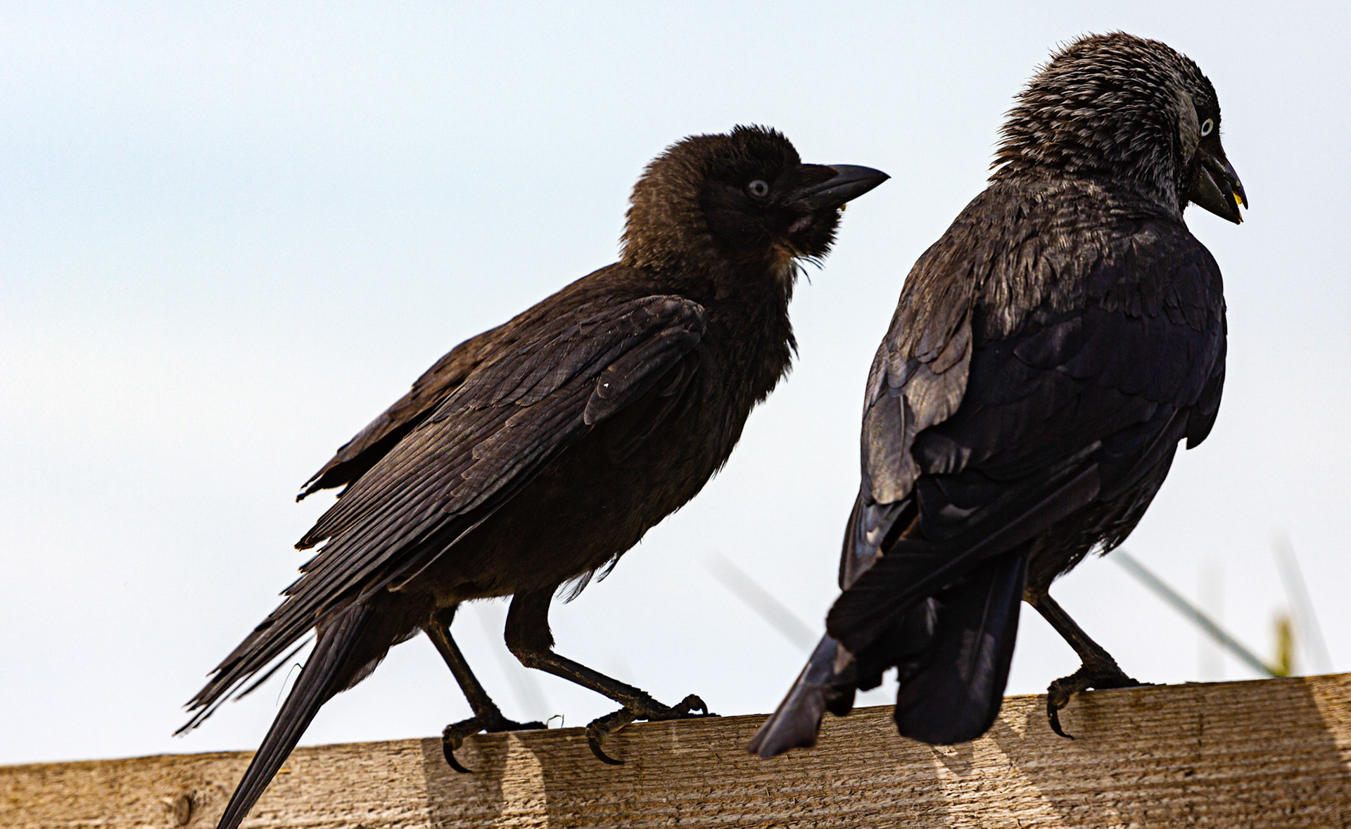 Bembridge IOW 17 July 2022