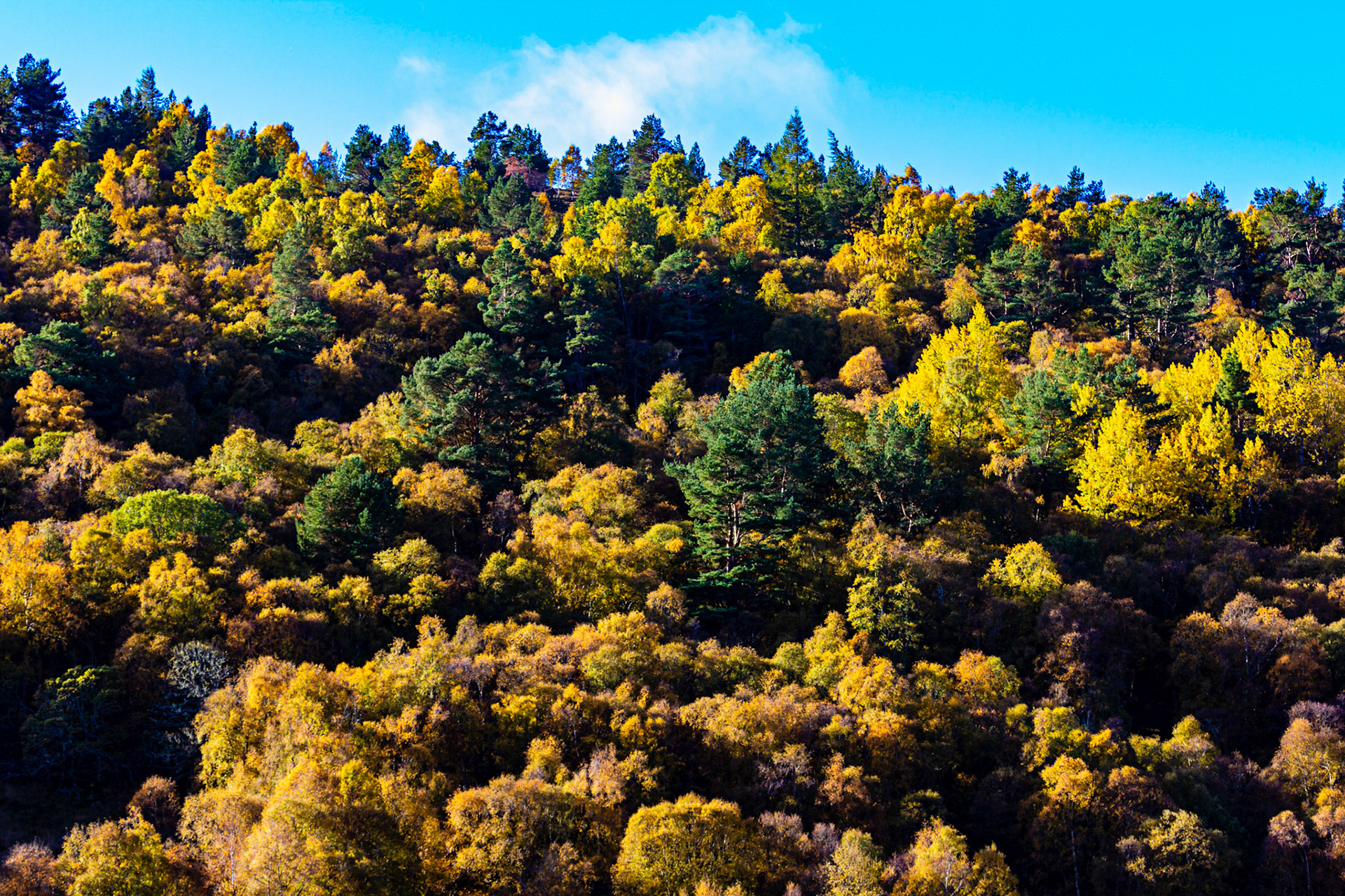 Autumn in Aberdeenshire 14 to 16 October 2022
