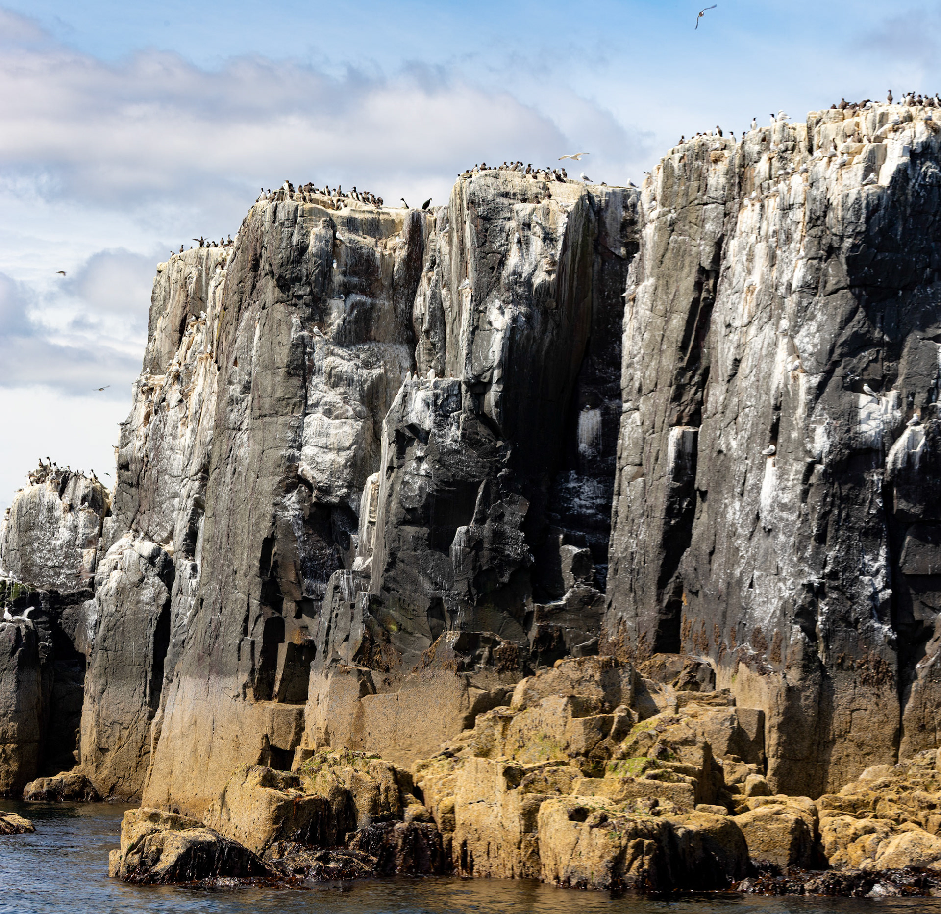 Farne Islands 03 July 2026
