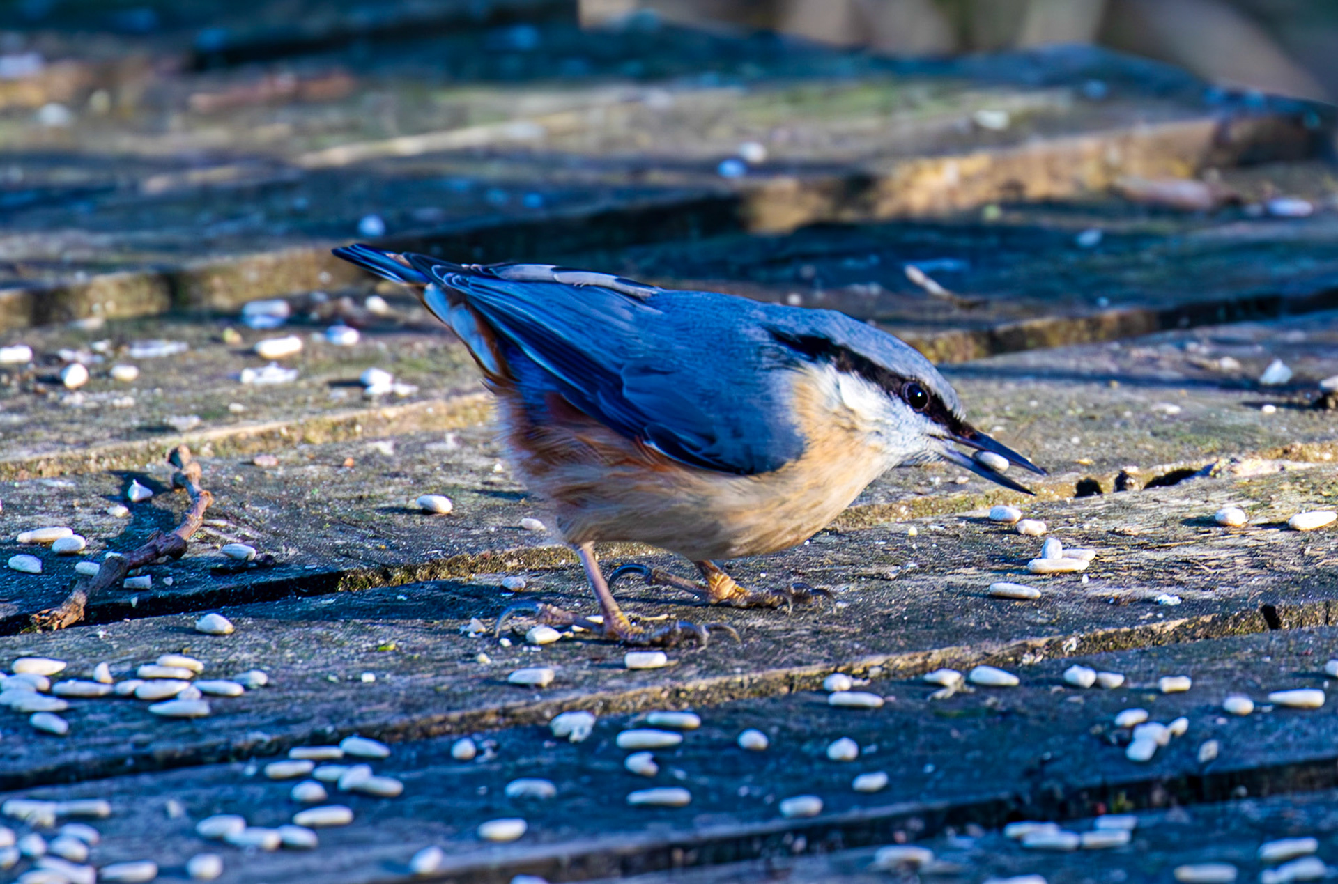 Nuthatch at Bavelaw 30 January 2025